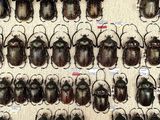 a lot of beetles that are on display on the wall