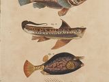 un vieux livre sur lequel figurent des poissons et des dessins de poissons