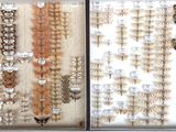 a lot of different kinds of moths on display in a window