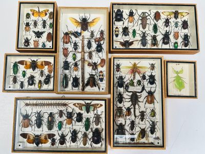 de nombreux insectes dans une vitrine accrochée au mur
