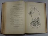 an open book with a drawing of a dragonfly on it