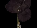 a black flower that is in a vase on a table