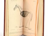 un livre ouvert sur lequel est dessiné une girafe