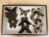 many butterflies in a glass box on a table