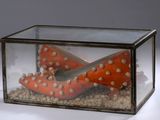 a glass box with a pair of shoes inside of it