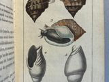 un livre ouvert sur lequel figure une illustration de coquillages