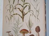 an open book with illustrations of plants and animals on it