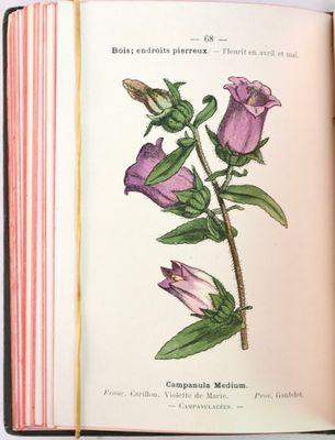un livre ouvert sur lequel est dessiné une fleur violette