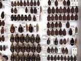 a lot of bugs that are on display on the wall