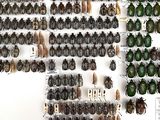 a lot of beetles that are on display on the wall