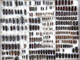 a lot of bugs that are on display in a display case