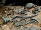 a lot of turtles that are laying on the ground