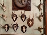 de nombreuses têtes de cerfs de toutes sortes accrochées au mur