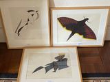 three framed prints of birds and moths on a rug in a room