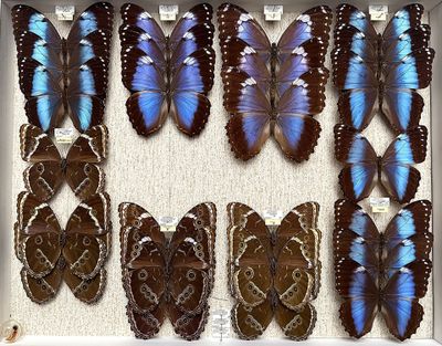 a lot of butterflies that are in a white box