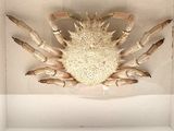 a crab that is sitting inside of a glass case