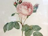 a picture of a pink rose in a white frame