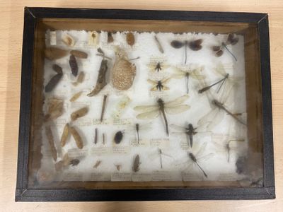 a shadow box with a lot of insects in it
