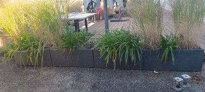 de nombreuses plantes dans la jardinière située sur le côté du bâtiment