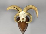 a goat skull mounted on a wooden plaque on a wall
