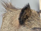 a close up of a boar ' s head with hair blowing in the wind
