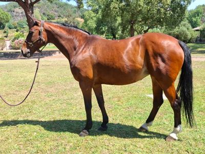 un cheval brun qui se tient debout dans l'herbe