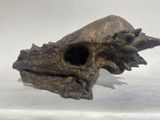a small animal skull on a white surface