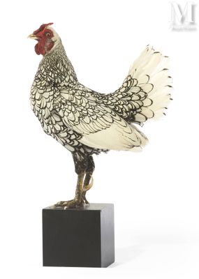 a white chicken standing on top of a black block