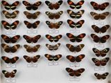 de nombreux types de papillons différents présentés dans une vitrine