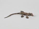 un petit lézard posé sur une surface blanche