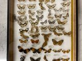 a picture of a display of butterflies in a glass case