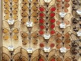 many different types of butterflies on display in a display case