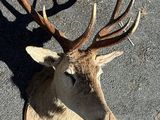 a deer head that is laying on the ground