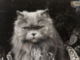 an old black and white photo of a cat sitting in the grass