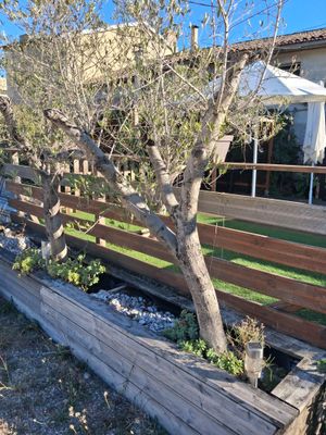 a small tree in a wooden planter next to a fence