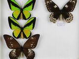 quatre papillons différents dans un cadre blanc, accompagnés d'étiquettes