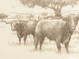 drawing of a herd of cows in a field with a tree in the background