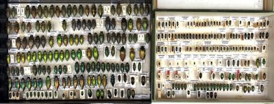 many different kinds of insects displayed in a display case