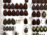 a lot of beetles that are on display in a white box