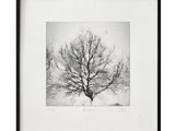 photographie en noir et blanc d'un arbre dépouillé dans un paysage enneigé