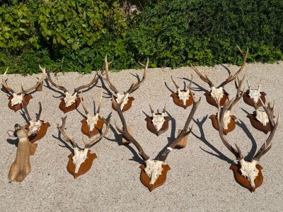 a lot of antelope that are on the ground