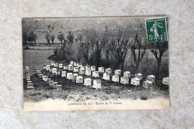 une vieille photo montrant plusieurs ruches dans un champ