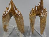 two fossil teeth are displayed on clear acrylic stands