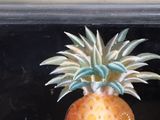 painting of a pineapple on a window sill in a window sill