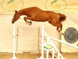 a horse that is jumping over a jump in the air