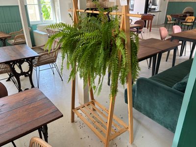 une plante posée sur un support au milieu d'une pièce