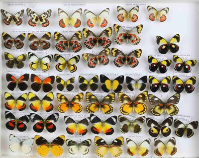 de nombreux types de papillons dans une vitrine