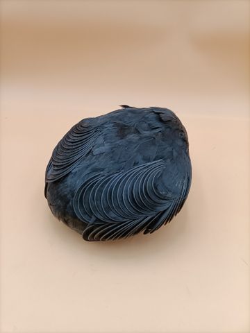 Un bibi recouvert de plumes