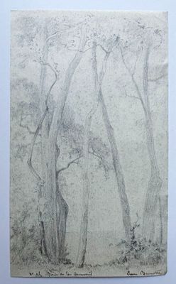 dessin au crayon représentant des arbres dans une forêt, réalisé sur une feuille de papier