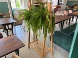 une plante posée sur un support au milieu d'une pièce